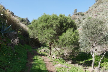 Fototapeta na wymiar Kiefer in einem Tal auf Gran Canaria