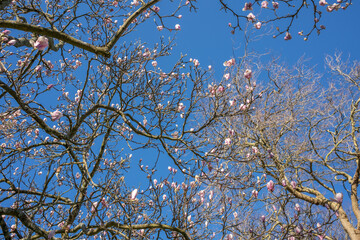 Spring