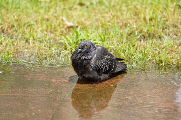 City doves or City pigeons (Columba livia f. domestica) in Manaus, Amazon, Brazil
