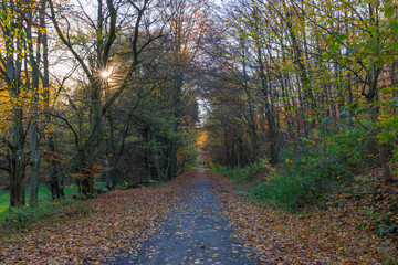 Wunderschöne Herbstfarben im bunten Wald
