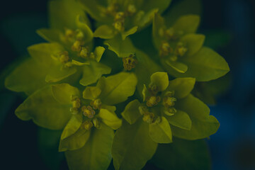 Cushion euphorbia yellow flowers in the garden close up. Cushion spurge, euphorbia epithymoide.  decorative flowers