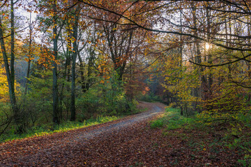 Wunderschöne Herbstfarben im bunten Wald