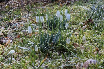 Snowdrops the first harbinger of spring in the new year