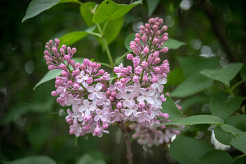 flowers of lilac on green leaves natural background