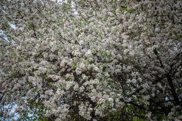 blooming old large apple tree. Background of apple flowers