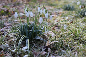 Snowdrops the first harbinger of spring in the new year