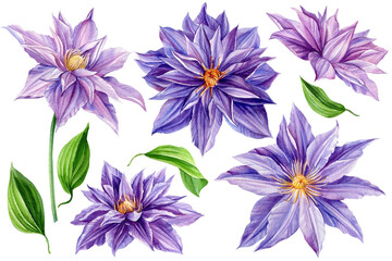 Set of flowers on an isolated white background. Watercolor illustrations. Violet clematis