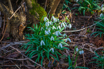 snowdrop flowers grow in the garden