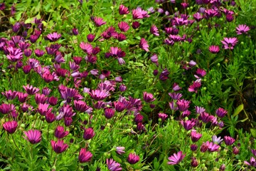 Jardín lleno de petunias, preciosas flores