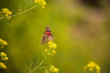 butterfly
