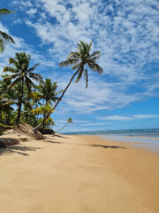 beach with trees