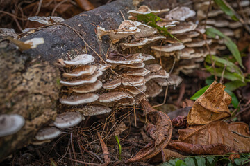 California Fungi—Trametes versicolor