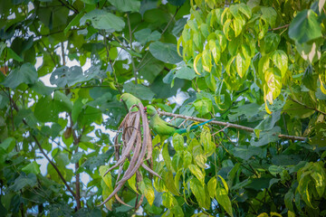 Fototapeta premium Green Parrots on the tree - Couple of Indian parrots sitting on the tree and looking at their beans and eating - Beautiful Indian green parrot