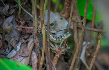 Brown-patched Kangaroo Lizard - Otocryptis wiegmanni, beautiful small agama lizard from Sri Lanka forests and woodlands