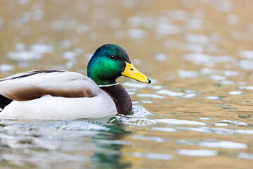 a drake at the duck pond