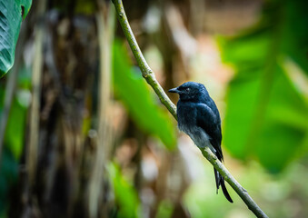 The Old World flycatchers are a large family, the Muscicapidae, of small passerine birds mostly restricted to the Old World. These are mainly small arboreal insectivores, many of which, as the name im