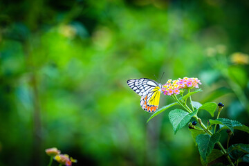 The Indian Jezebel or common Jezebel (Delias eucharis) is a medium-sized colorful pierid butterfly found in many areas of south and Southeast Asia, sits on a star slowers