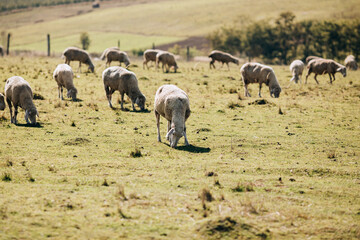 A flock of sheep grazes on a green pasture