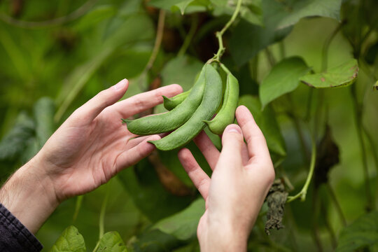 A farmer inspects green bean pods. Agricultural industry