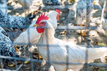 chicken. chickens on a farm on the street.