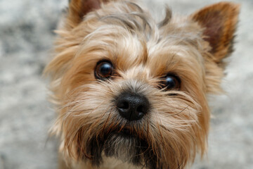 Black nose of dog closeup. Cute young male small yorkshire terrier looking at camera.