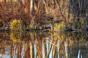 Magical bog forest with densely standing alders as reflected in the water, Tata Hungary