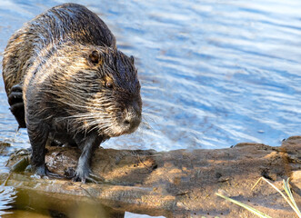 Close up of a funny swamp beaver out in the water in the Tata bog forest