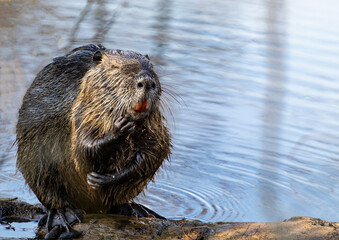 Close up of a funny swamp beaver out in the water in the Tata bog forest