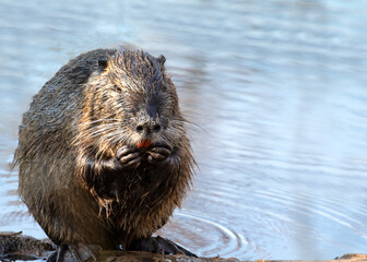 Close up of a funny swamp beaver out in the water in the Tata bog forest