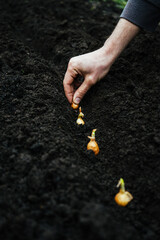 a man planting a small onion for greenery in the ground in the garden 3