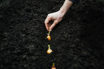 a man planting a small onion for greenery in the ground in the garden
