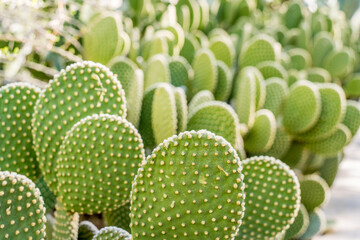 Closeup of Prickly Pear Cactus