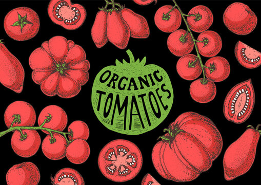 Tomatoes hand drawn illustration. Organic tomato design template. Vector illustration. Healthy food frame. Ketchup package design elements. Tomato vegetable.