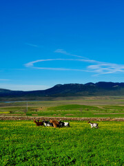 Fototapeta na wymiar A flock of goats grazing peacefully in the countryside