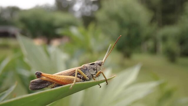 The brown grasshopper resting on the leaves of the plants in the garden in Estonia