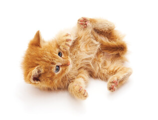 Kitten playing lying on his back.
