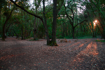 Fototapeta premium Nature Colors.