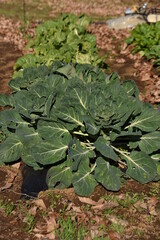 Brussels sprouts cultivation. Brassicaceae annual plants. A variety of cabbage that is native to the suburbs of Brussels, Belgium and contains a large amount of vitamin C. 