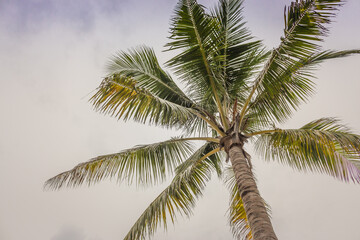 Fototapeta na wymiar Palm tree in the wind. Coconut palm tree on cky background. Tropical nature. Exotic landscape. Palm tree isolated. Tropical climate.