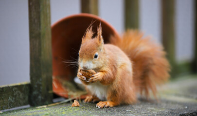 red squirrel eating a walnut