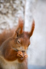 Red squirrel enjoy a nut