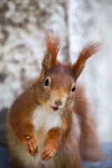 Happy red squirrel