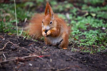 red squirrel in the garden
