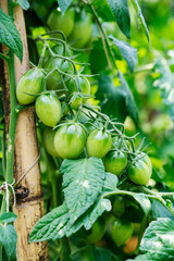 still green striped tomatoes in the garden