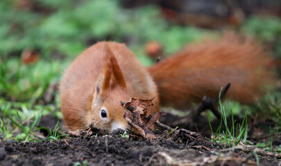 red squirrel is digging for a nut