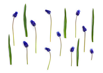 Blue flowers muscari on white background. Top view, flat lay. Spring flowers