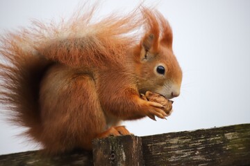 Red squirrel eating half a walnut