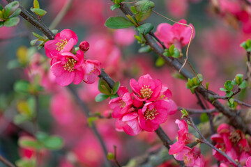 Obraz na płótnie Canvas Selective focus of red pink flowers with green leaves in the garden , Chaenomeles japonica or Maule's quince is a species of flowering quince, It is a thorny deciduous shrub, Nature floral background.