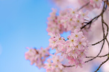 Selective focus of branches white pink Cherry blossoms on the tree under blue sky and sun, Beautiful Sakura flowers in spring season in the park, Floral pattern texture, Nature wallpaper background.