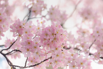 Fototapeta na wymiar Selective focus of branches white pink Cherry blossoms on the tree under blue sky and sun, Beautiful Sakura flowers in spring season in the park, Floral pattern texture, Nature wallpaper background.